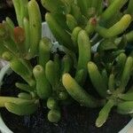 Crassula ovataبرگ