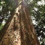 Pericopsis elata Corteccia