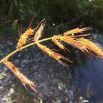 Echinochloa crus-galliΛουλούδι