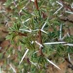 Vachellia tortilis Hoja