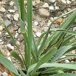 Eryngium yuccifolium Vekstform