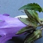 Campanula trachelium Цвят