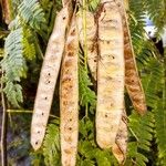 Albizia julibrissin Fruto