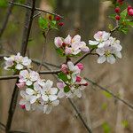 Malus coronaria Blomst