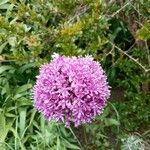 Allium giganteum RegelLeaf