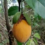 Passiflora ambigua Fruit