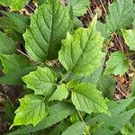 Physalis heterophylla Foglia