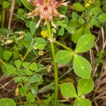 Trifolium spumosum Flower