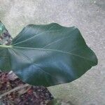 Oreopanax nymphaeifolius Hoja