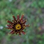 Tragopogon crocifolius Flower