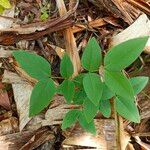 Clitoria mariana Folha