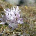 Allium amplectens Flor