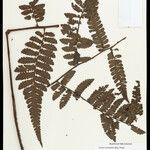 Cyathea surinamensis 叶