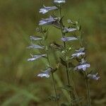 Lobelia puberula 整株植物