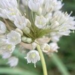 Allium paniculatum Õis
