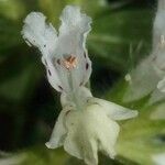 Stachys annua Flower