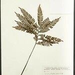 Adiantum terminatum Folha