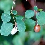 Symphoricarpos albus 果實