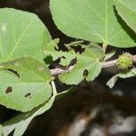 Ayenia micrantha Leaf