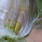 Centaurea benedicta Ffrwyth