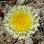 Malacothrix californica Flor