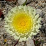 Malacothrix californica Flower