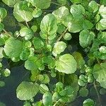 Nasturtium officinale Blad