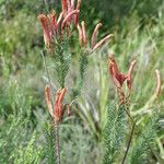 Erica fascicularis Habit