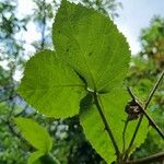 Rubus pruinosus পাতা