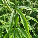 Coreopsis tripteris Blad