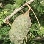 Senegalia senegal Плод