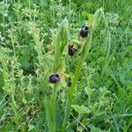 Ophrys sphegodesBlomst