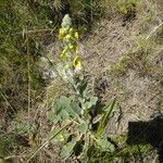 Verbascum boerhavii आदत