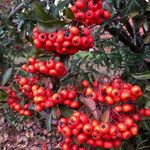 Pyracantha coccinea 果實