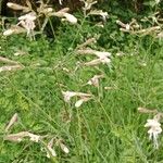 Silene italica Kwiat