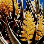 Aloidendron