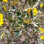 Cytisus lanigerus Lapas