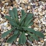 Jacobaea auricula Hoja
