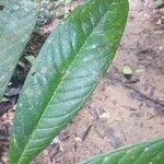 Duguetia eximia Hoja