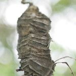 Mucuna pruriens Fruit