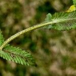 Rhinanthus alectorolophus Kabuk