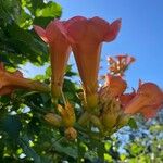 Campsis grandifloraFlower