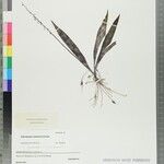 Chlorophytum graniticum Otro