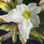 Solanum torvum Kukka