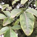 Citrus trifoliata Leaf
