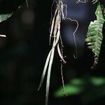 Bulbophyllum fayi Habit