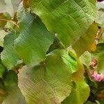 Dombeya wallichii ഇല