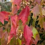Acer buergerianum Blad