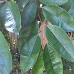 Chrysophyllum cainito Otro