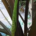 Alocasia macrorrhizos Blad